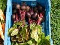 betteraves rouges1